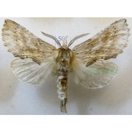 Pterostoma palpina (Clerck, 1759) male Dzióbica głaszczkówka Czech50f